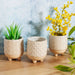 Sass & Belle Japandi Mini Planters Set of 3 Plant Pots & Planters Sass & Belle   