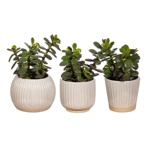 Sass & Belle White Grooved Small Planter Plant Pots & Planters Sass & Belle   