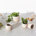 Sass & Belle White Grooved Small Planter Plant Pots & Planters Sass & Belle   