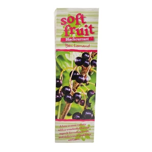 Soft Fruit Blackcurrant Ben Lomand Soft Fruits FabFinds   